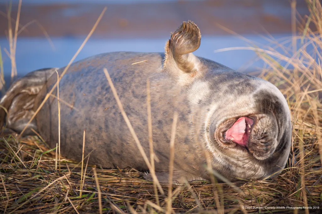 The Comedy Wildlife Photography Awards 2019
Lloyd Durham
Surbiton
United Kingdom
Phone: 07931606141
Email: lloyddurham1038@gmail.com
Title: "That's Hilarious Steve"
Description: I got this photo while shooting Grey Seals in Lincolnshire. In this particula