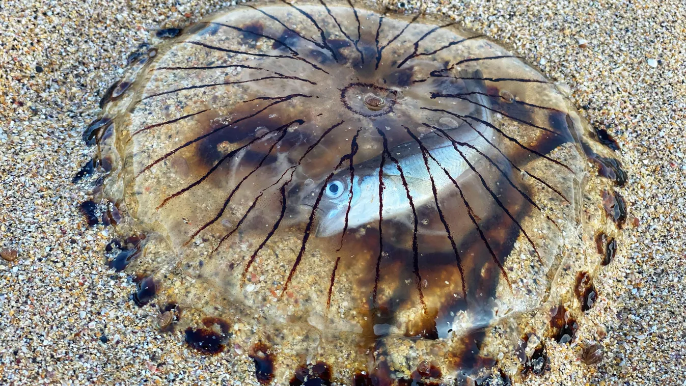 medúza, hal 