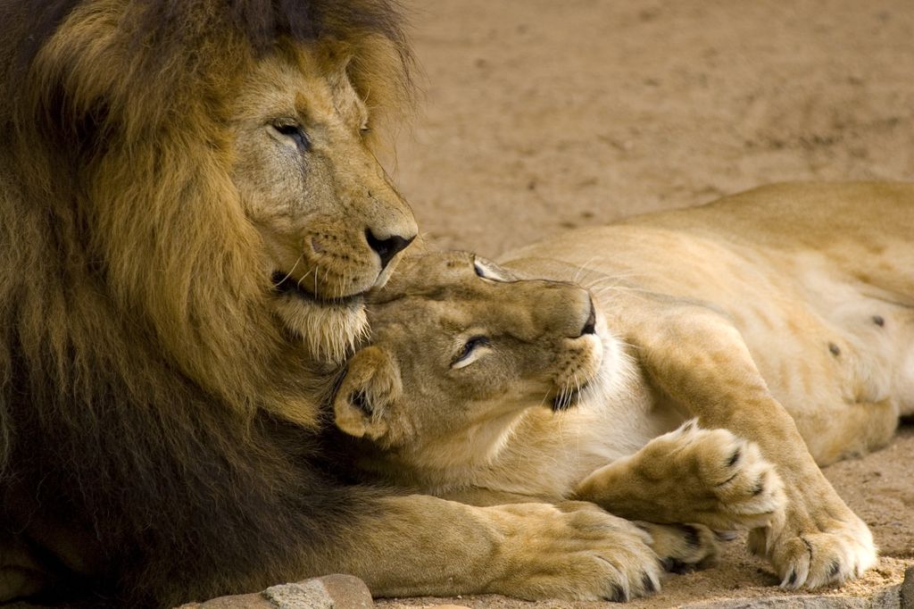 Lion,Couple love,big,couple,fur,ferocious,safari,strength,south,fauna,danger
állati szerelem 