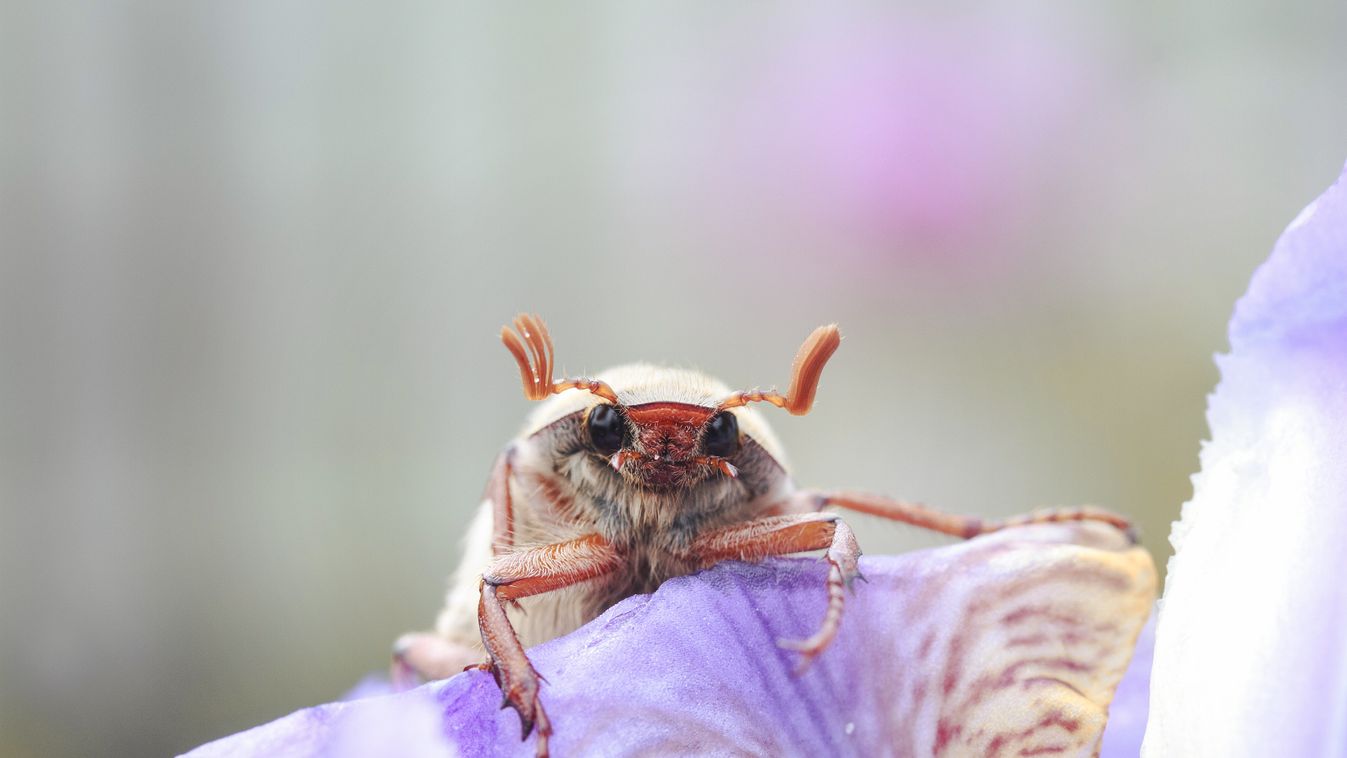 Bug purple iris 