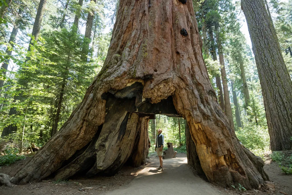 Sequoia Nemzeti Park óriás mamutfenyők 