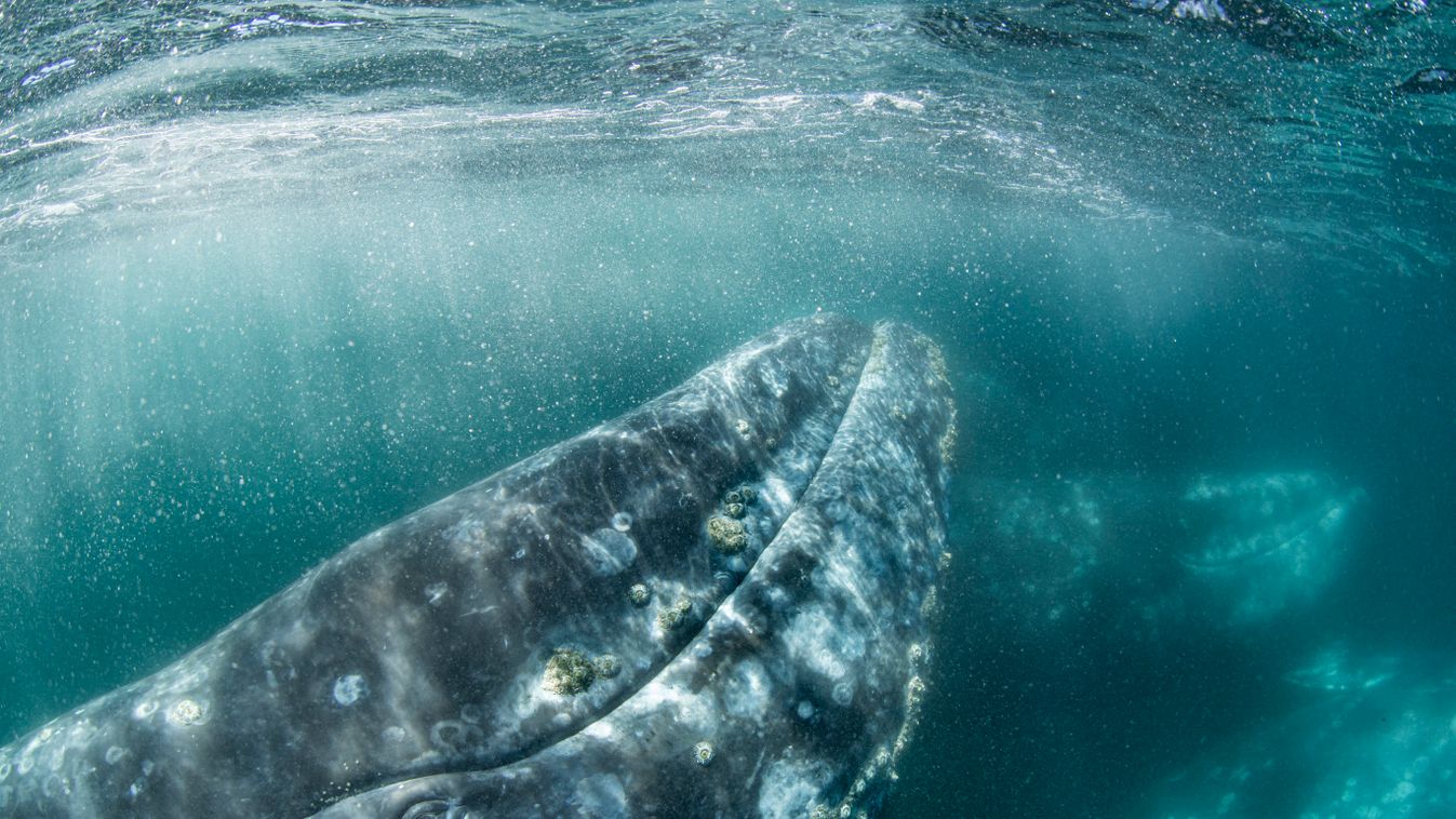 Szürke bálna 