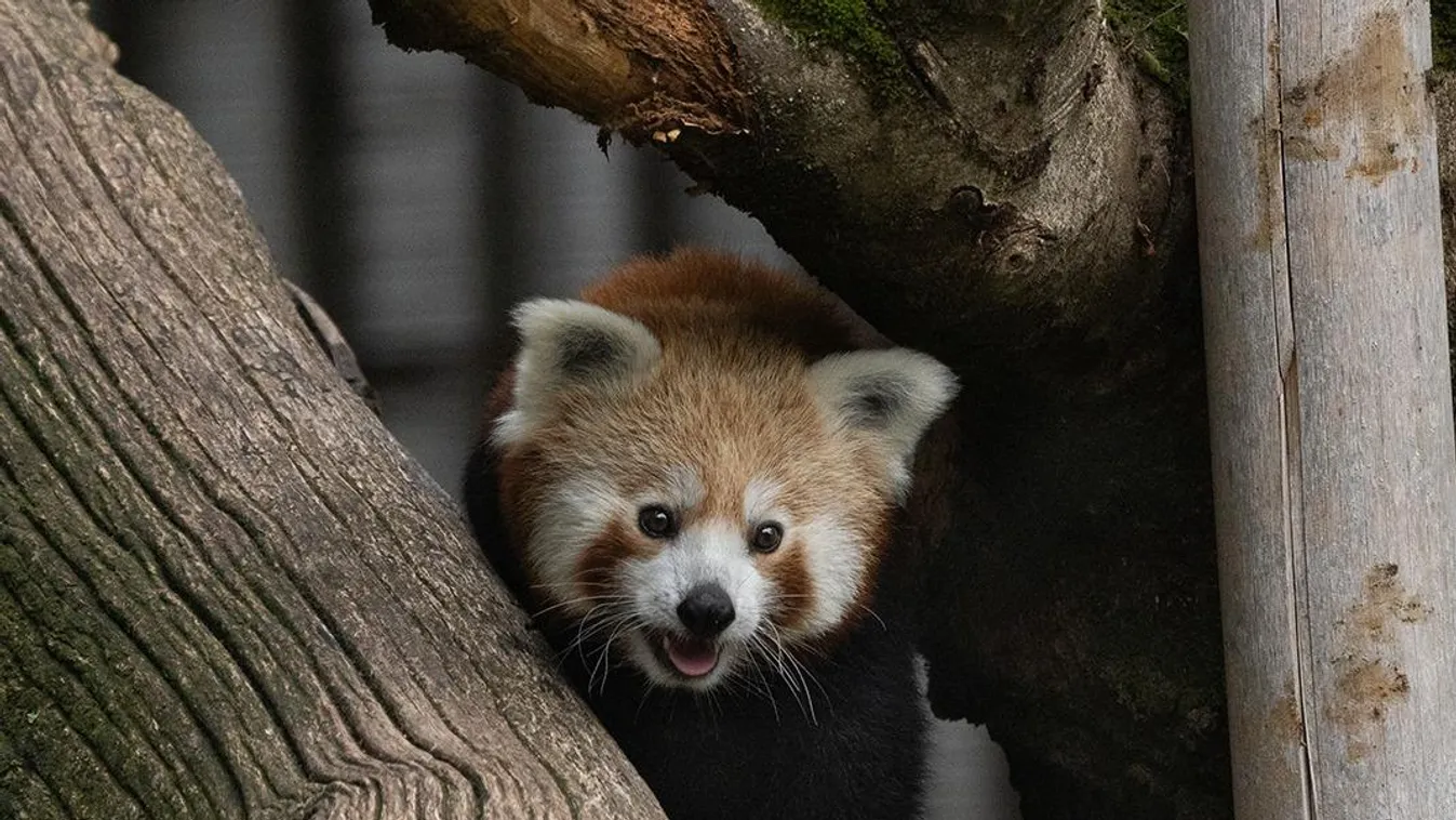Vörös panda a debreceni állakertben 