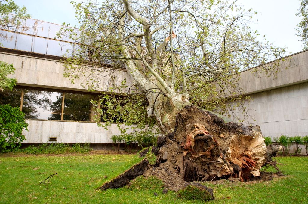 kidőlt fa, vihar, szél, Margitsziget, 2021.05.05. 