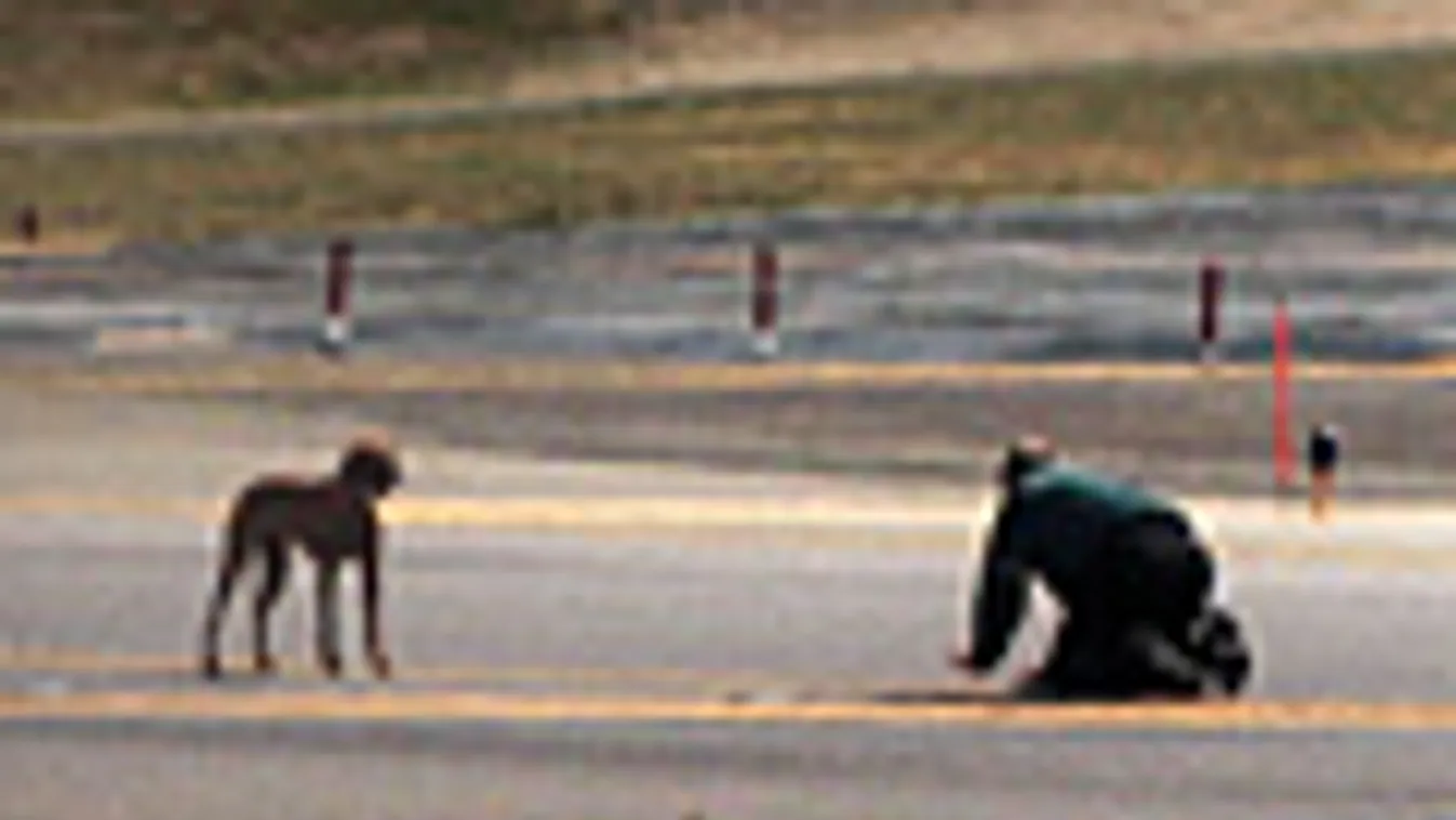egy elszabadult rodéziai oroszlánkutyát próbál meg befogni a New York-i LaGuardia reülőtér egyik dolgozója