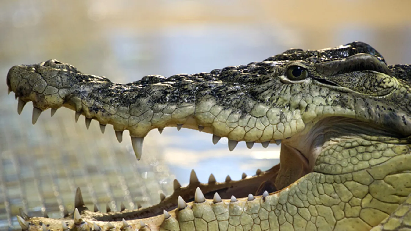 Nílusi krokodil egy orosz állatkertben, aligátor 