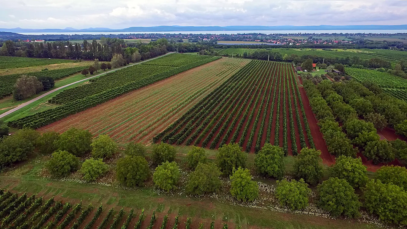 Balatonlelle - Bujdosó-borászat 