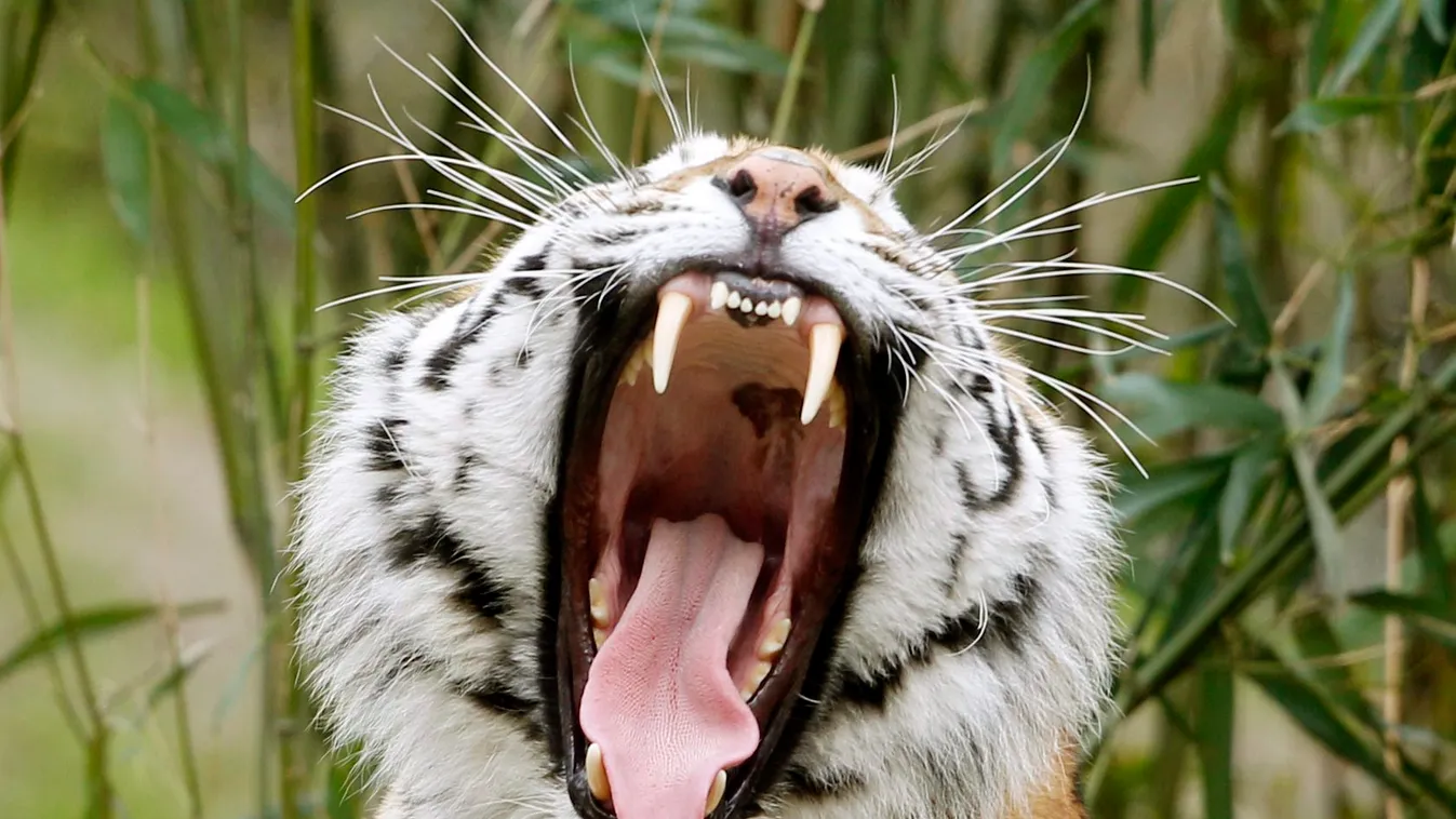 ÁLLAT állatfotó állatkert FOTÓ FOTÓ ÁLTALÁNOS FOTÓTÉMA természetfotó tigris új kifutó vadállat 