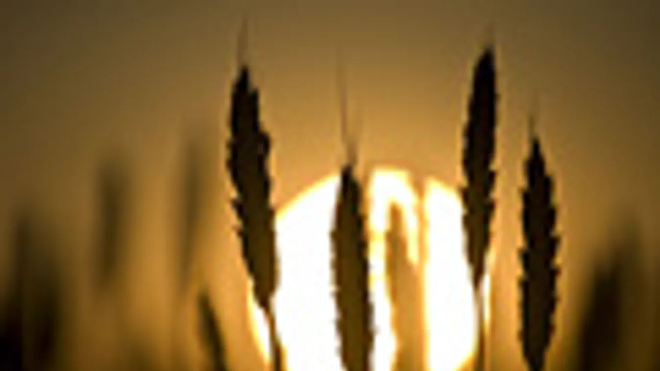 aszály, szárazság, mezőgazdaság, Búzakalászok láthatók a naplemente fényében Kunszentmiklós határában