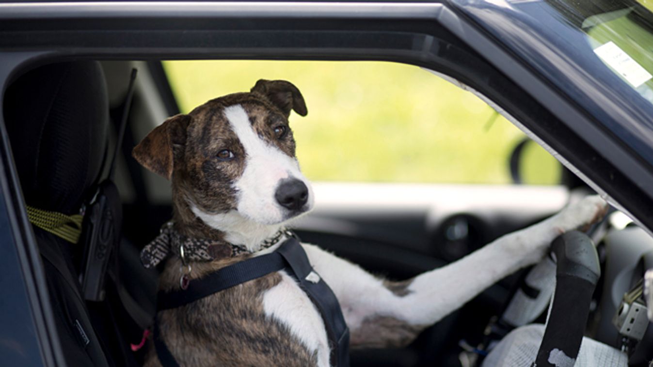 Autóvezető kutya, a hét képei