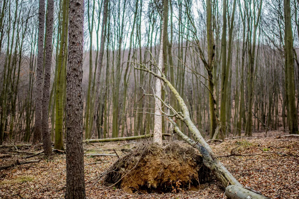 Hubertlaki-tó, kirándulás, túra, Bakony 