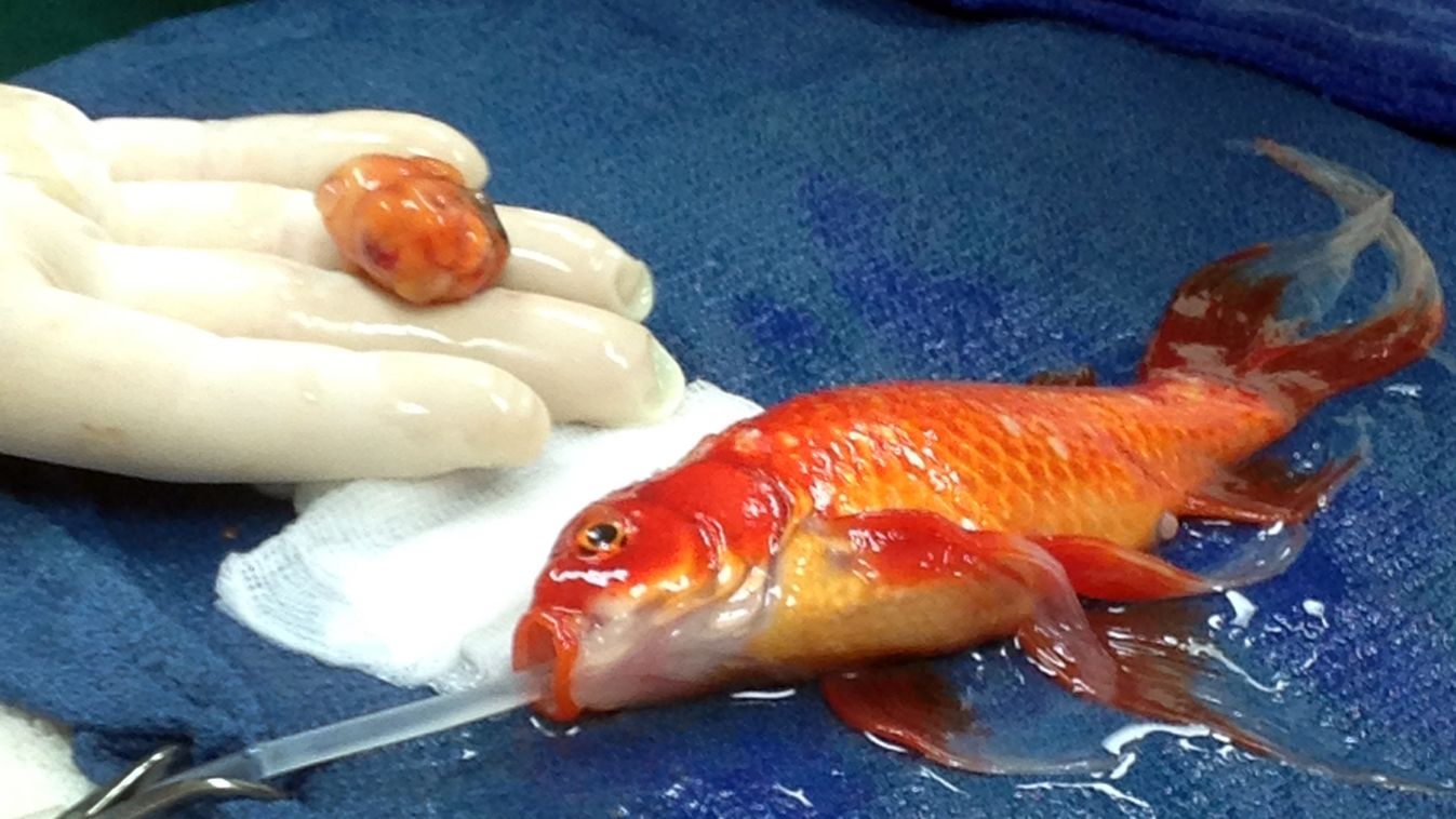 aranyhal műtét 