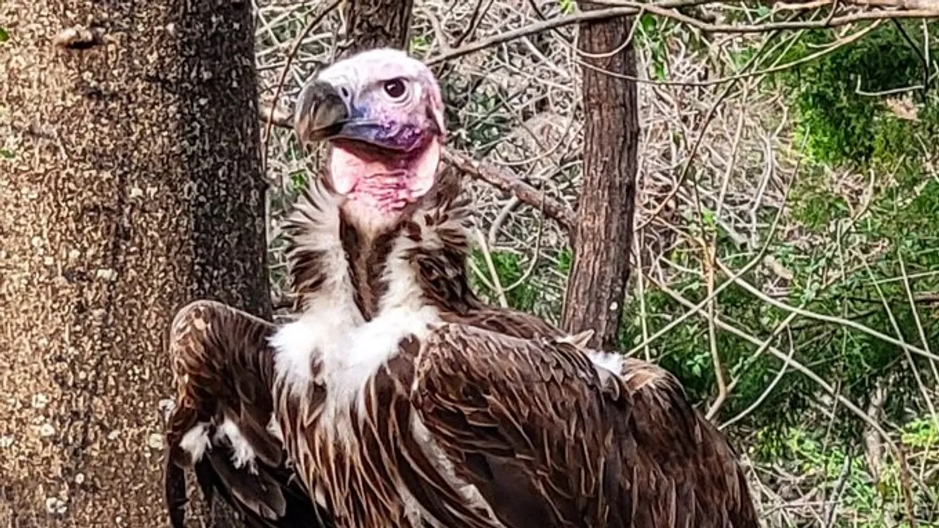 keselyű, Füles keselyű, Dallasi Állatkert 