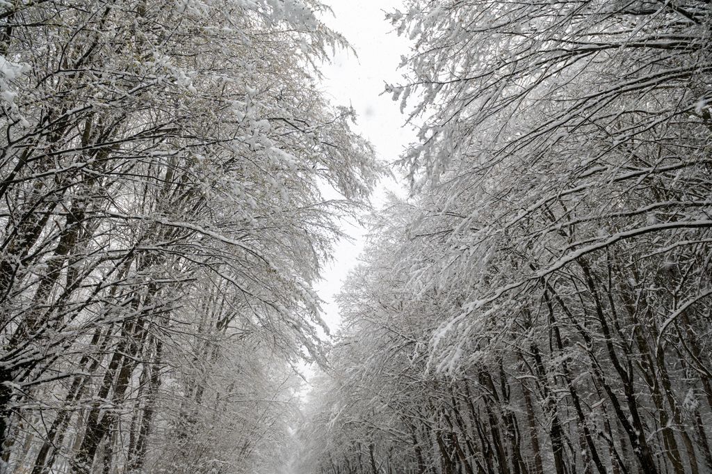 Erdély erdő fa havas IDŐJÁRÁS TÁJ természetfotó, havazás, erdély, 2023. 04. 04. 