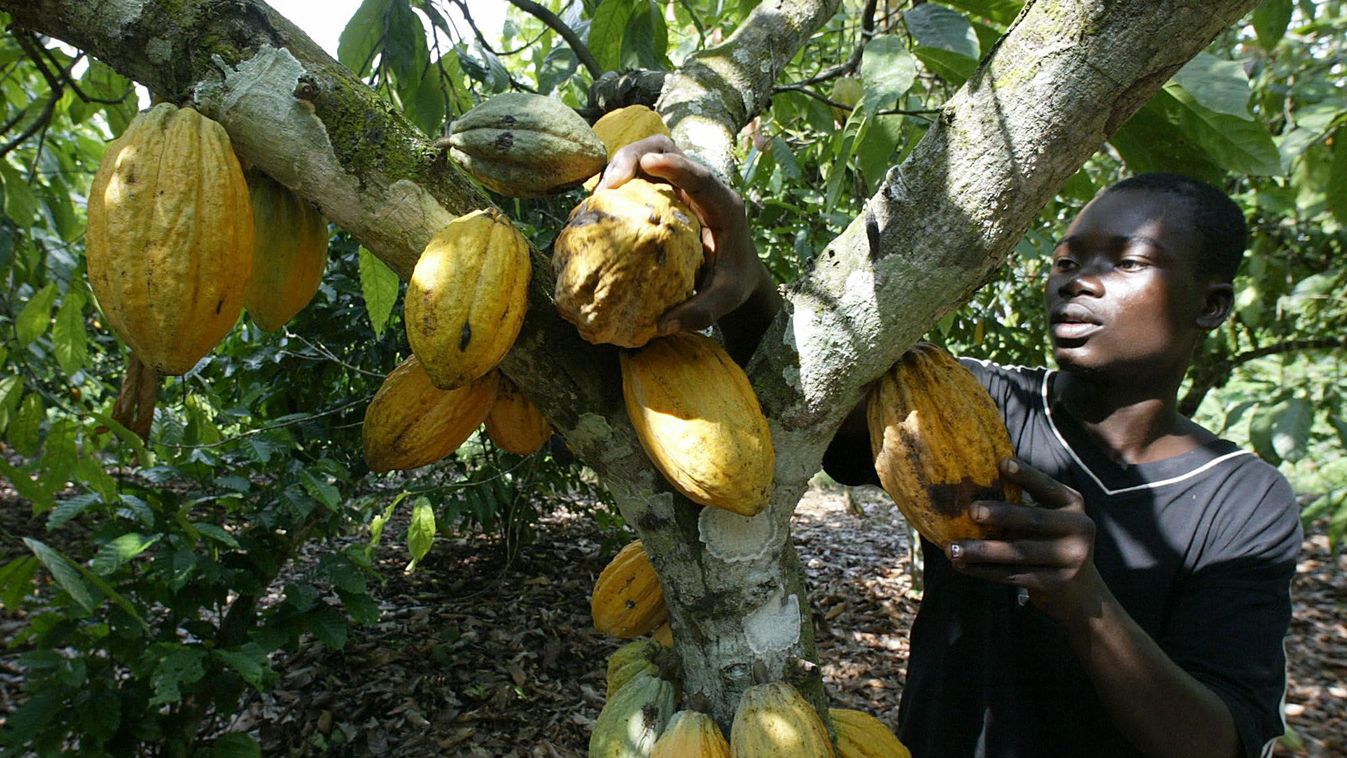 ghána kakaó, kakaófa sárga terméssel 