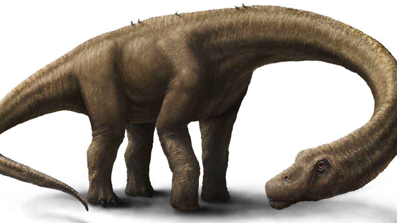 dinoszaurusz, felfedezés, Argentína, Dreadnoughtus schrani 