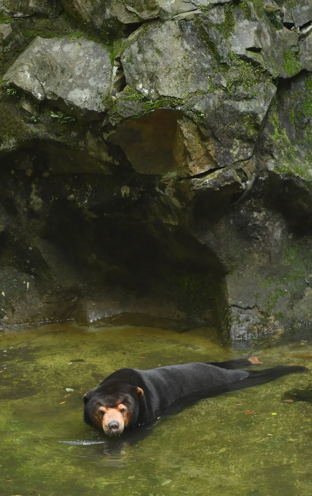 Maláj medve a hangcsoui állatkertben 