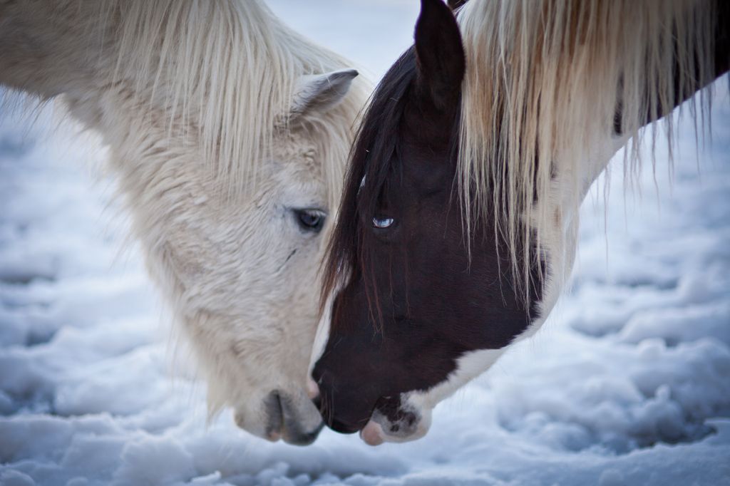 Two,Horses,Move,Their,Heads,Close,To,Each,Other flirting horses,horse,hourse couple,love,flirt,norway,farm,anima
állati szerelem 
