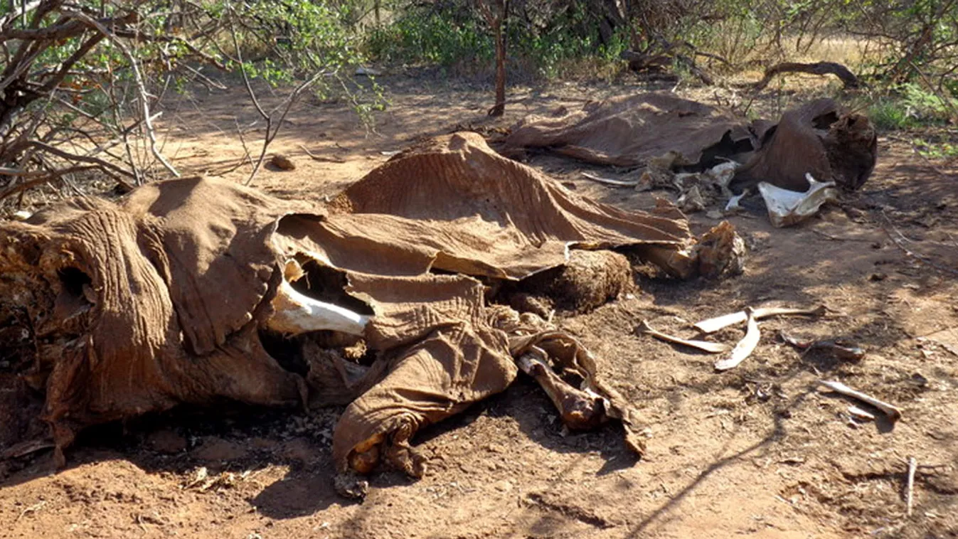 Orvvadászok, elefánt tetemek, Orvvadászok által lemészárolt elefántok maradványai 