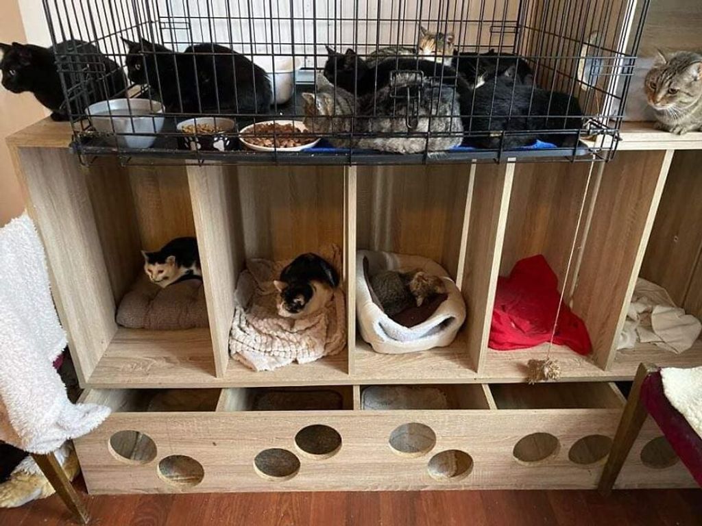 Egy nő 200 macskát mentett meg egy év alatt, Románia 