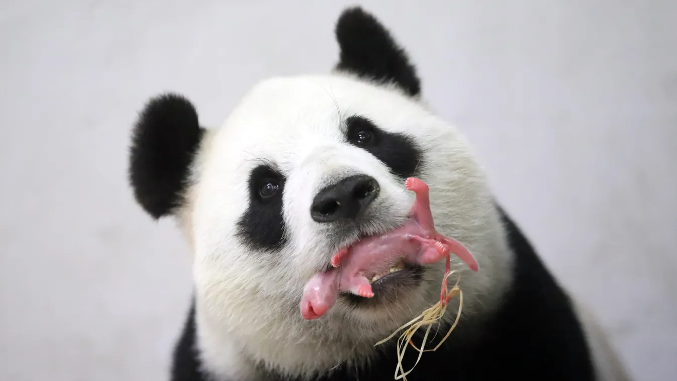 animal zoology TOPSHOTS Horizontal OFFBEAT This handout picture taken and released on June 2, 2016 by the Paira Daiza shows female Giant Panda Hao Hao holding her cub in her mouth at the Paira Daiza zoologic parc.
A giant panda on loan to Belgium from Chi