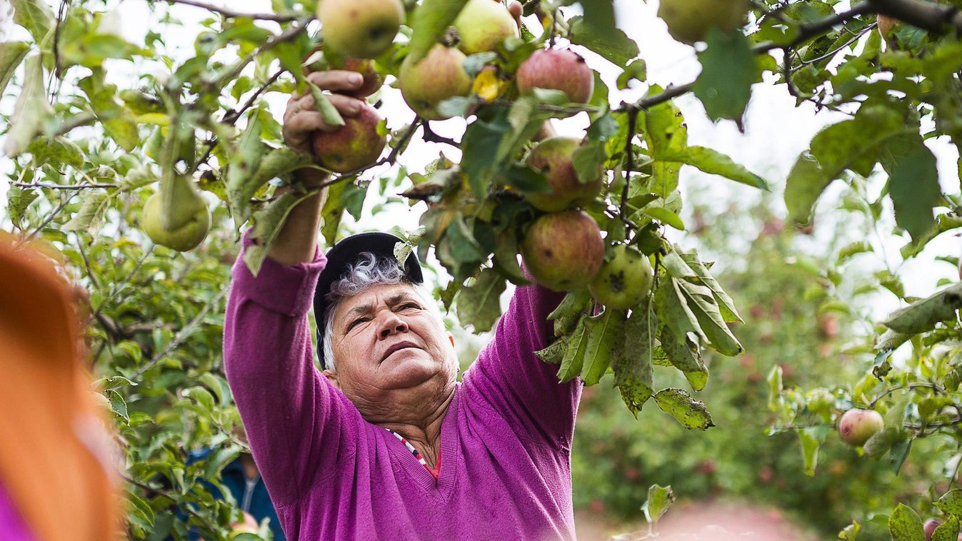 alma almafa almaszüret dolgozik fa Foglalkozás gyümölcs gyümölcsfa HÉTKÖZNAPI munkás NÖVÉNY SZEMÉLY szüretel Napkor, 2014. szeptember 22.
Mezőgazdasági idénymunkások jonagored almát szednek Tudlik Tamás őstermelő almáskertjében a Szabolcs-Szatmár-Bereg me