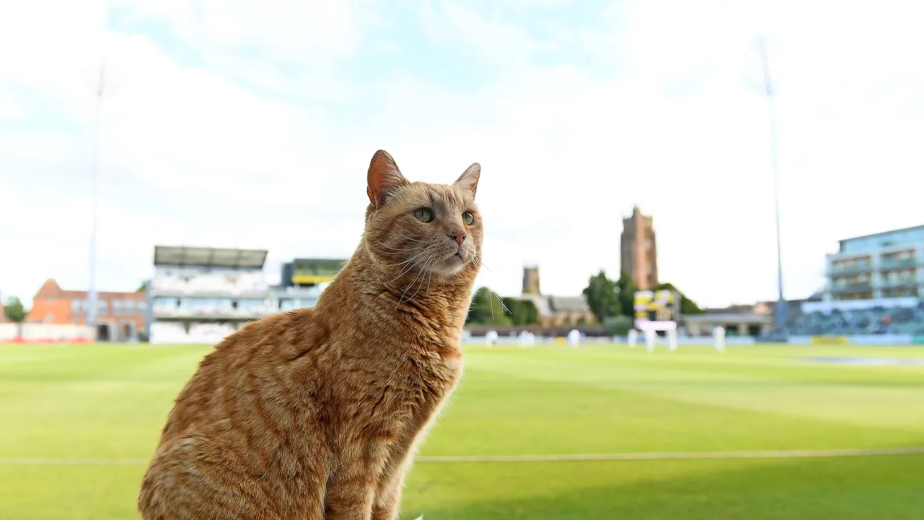 Brian, macska, krikett, Somerset 