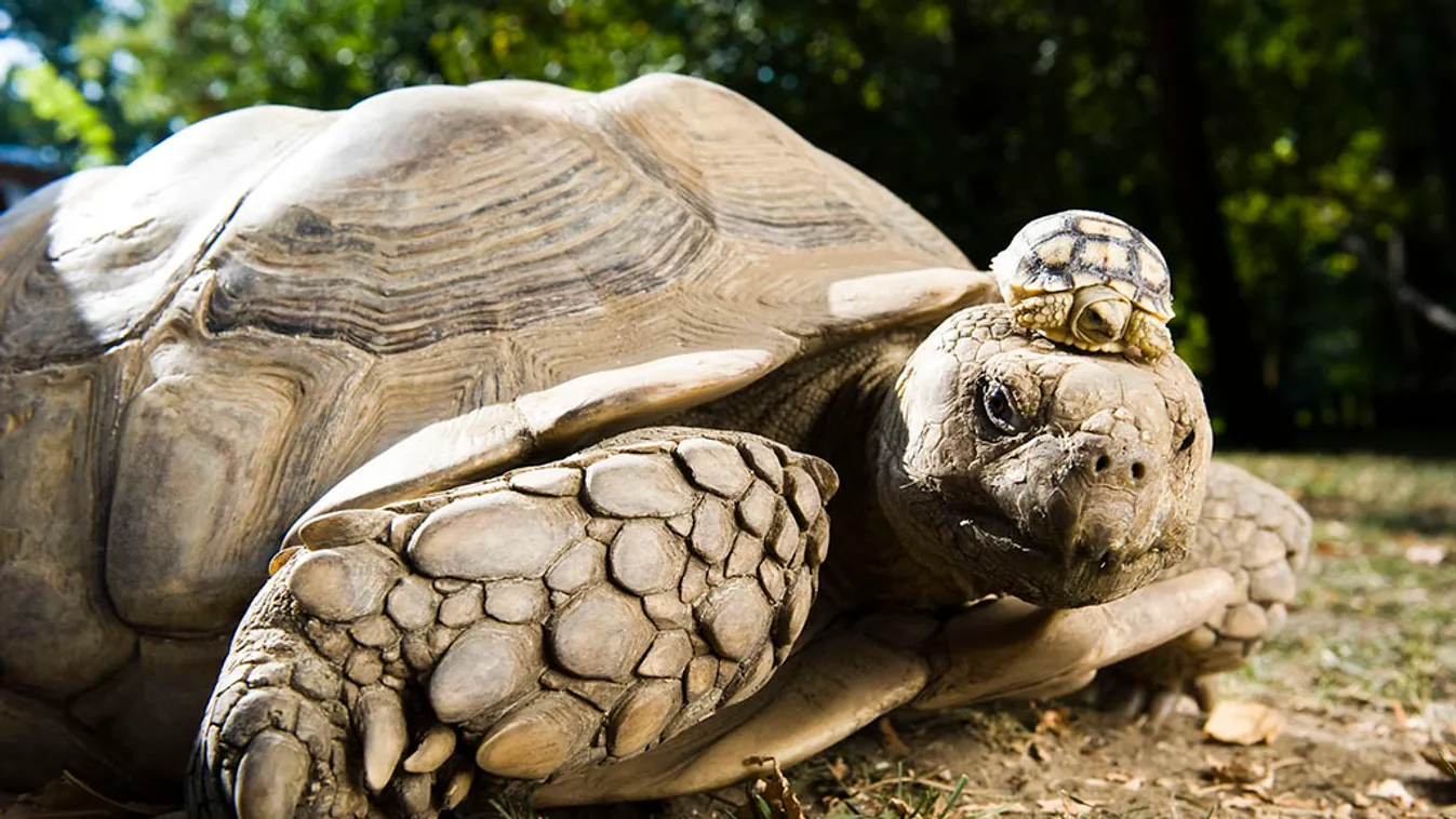 Egy négynapos sarkantyús teknős (Geochelone sulcata) napozik anyja fején a Nyíregyházi Állatparkban, ahol először születtek utódai Afrika legnagyobb szárazföldi teknősfajának. A nyolc kicsi 115 nap alatt keltek ki tojásaikból, hosszúságuk 5,5 centiméter, 