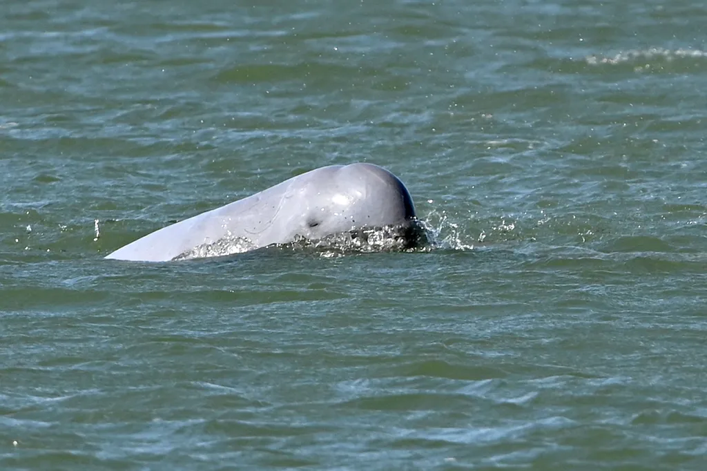 Hatalmas harc folyik a Mekong delfinjeinek megmentéséért 