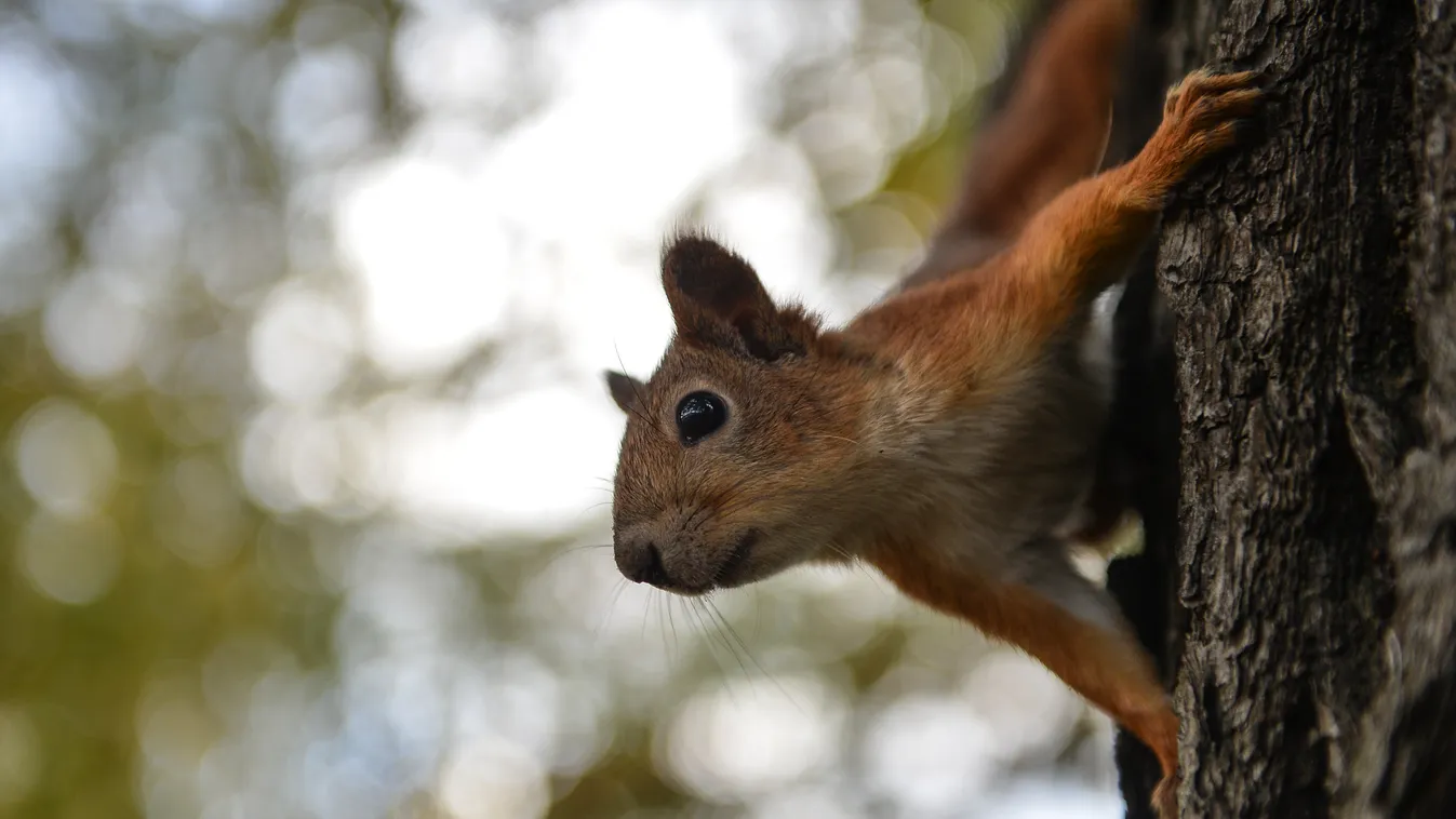 mókus, squirrel, Central Park 