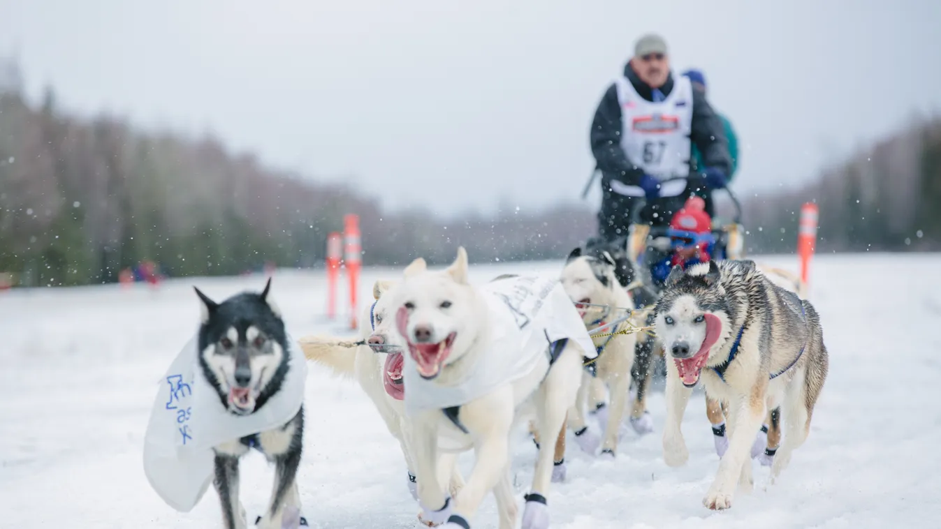 Iditarod Sled Dog Race sled dog race SQUARE FORMAT 