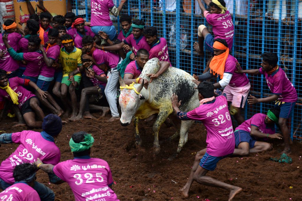 Jallikattu Avaniyapuram bika India Tamil Nadu 
