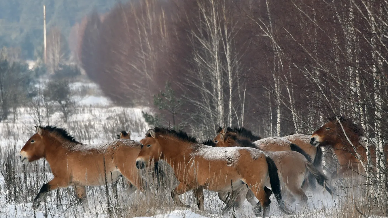przsevalszkij-lovak

(FILES) This file photo taken on January 22, 2016 shows   wild Przewalski's horses on a snow covered field in the Chernobyl exclusions zone.
All the world's wild horses have gone extinct, according to a study on February 22, 2018 that