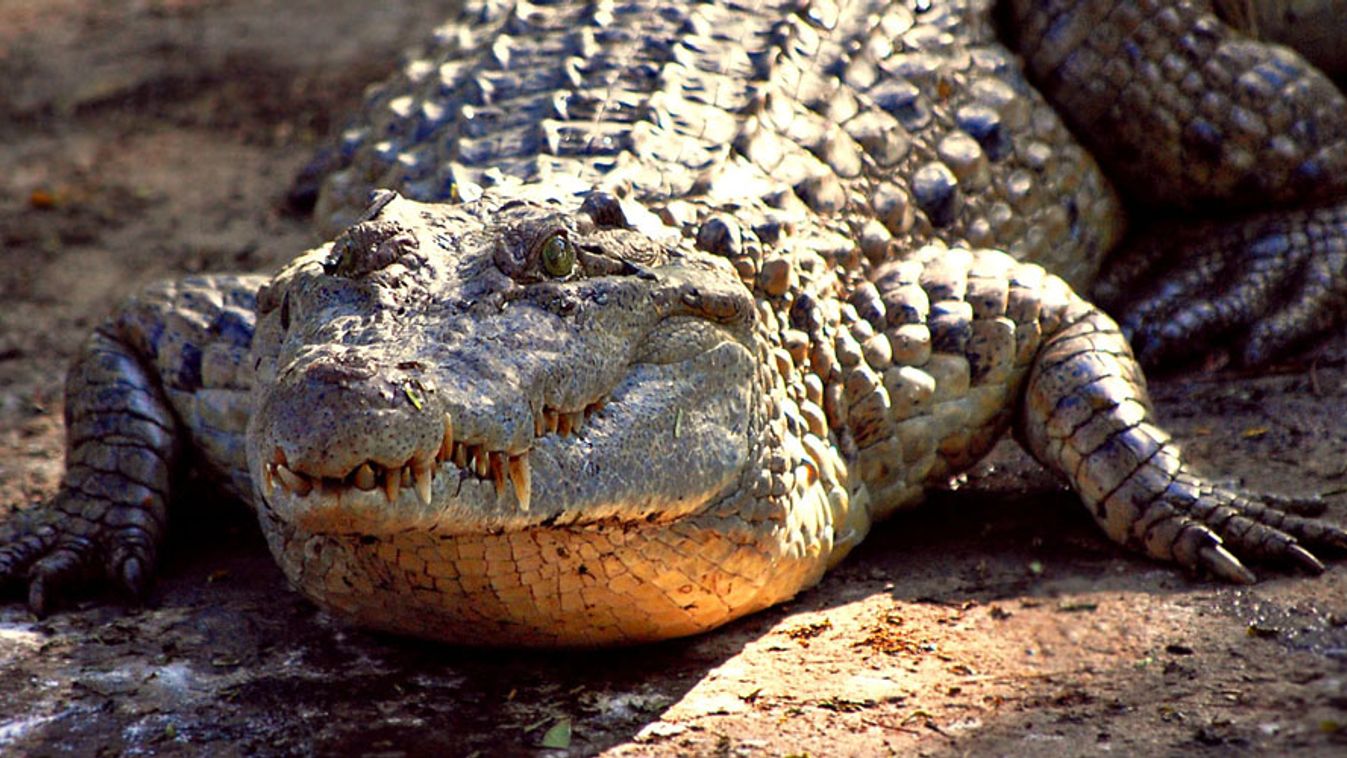 Mindoro-krokodil, Crocodylus mindorensis