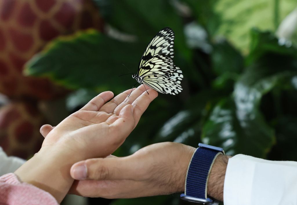 botany lifestyle Horizontal A man helps a youth hold a butterfly at Dubai's indoor Butterfly Garden, one of the world’s largest, featuring 15,000 butterflies of around 26 kinds, in the United Arab Emirates, on November 11, 2020. (Photo by GIUSEPPE CACACE 