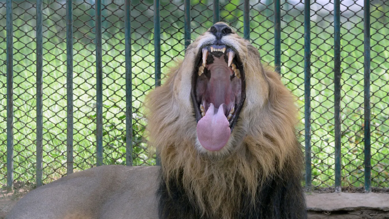 An eight-year-old asiatic lion yawns in his enclosure at the Kamla Nehru Zoological Gardens in Ahmedabad on May 3, 2015.  India on May 2 began a five-yearly count of asiatic lions in the western state of Gujarat's Gir sanctuary, the last habitat for the e