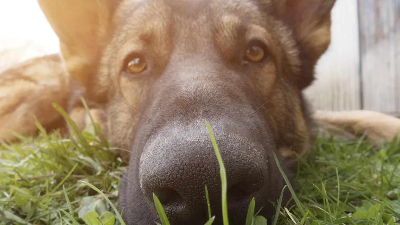 Dog's face DOG nose MUZZLE ANIMAL canine PORTRAIT german SHEPHERD head domestic PET CLOSE-UP wildlife FAUNA detail 