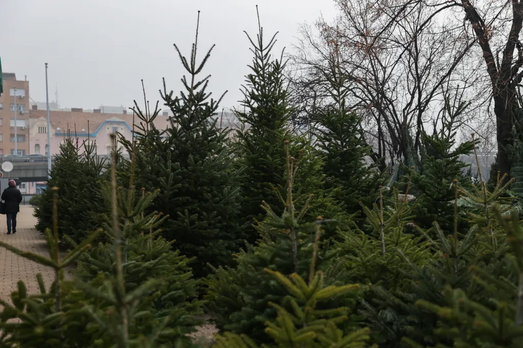 karácsony, karácsonyfa, fenyő, fenyőfa, vásár, árus, karácsonyi 