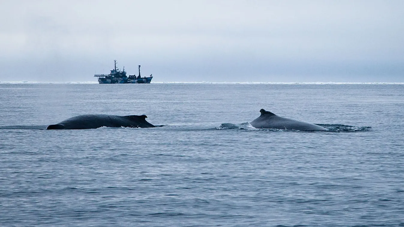 Sea Shepherd, állatvédők a bálnavadászok ellen