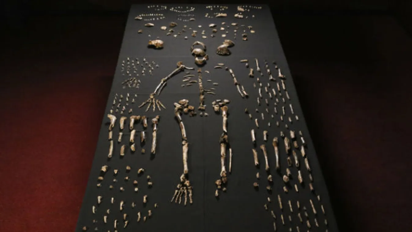 Homo naledi, csontváz 