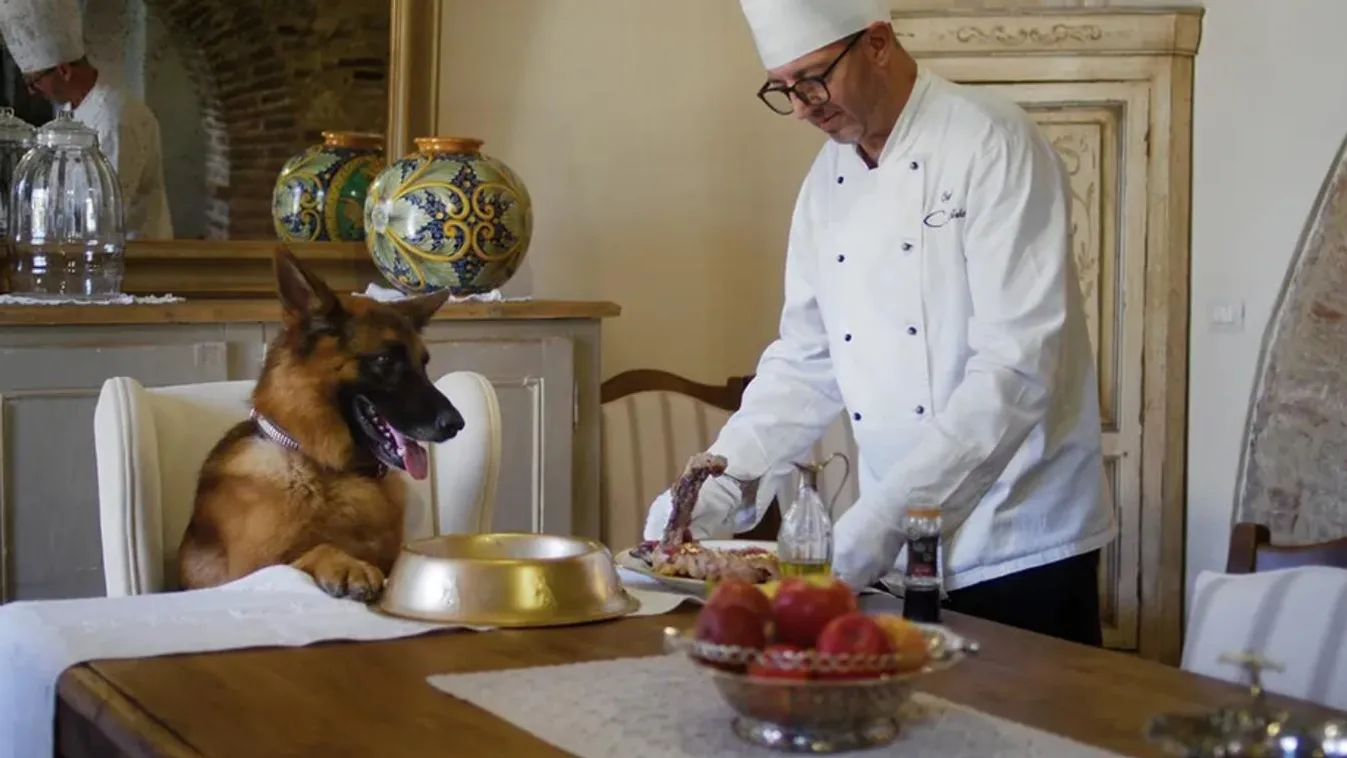 Gunther kutya, videóhoz címlapi kép 