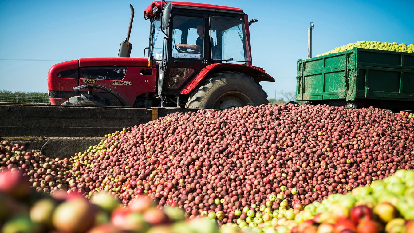 alma almaszüret almatermelő gyümölcs KÖZLEKEDÉSI ESZKÖZ léalma NÖVÉNY traktor traktoros 