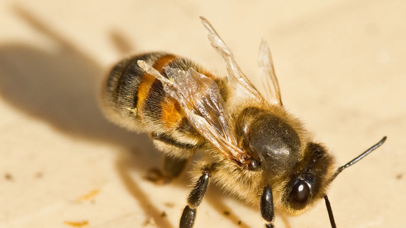deformáltszárny-vírus, méh, háziméh, méhpusztulás, varroa 