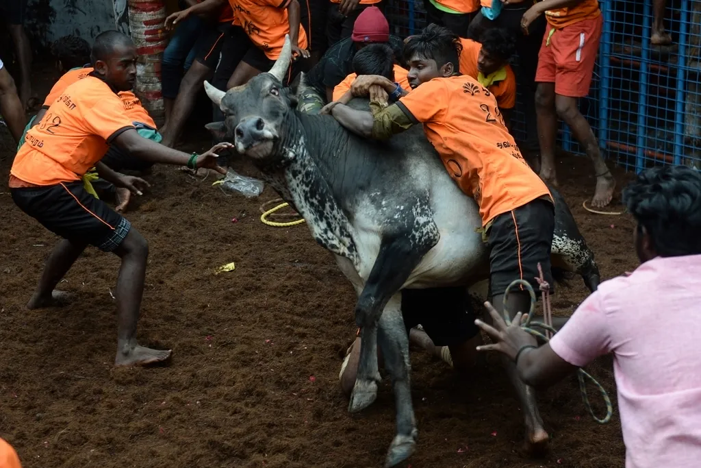 Jallikattu Avaniyapuram bika India Tamil Nadu 