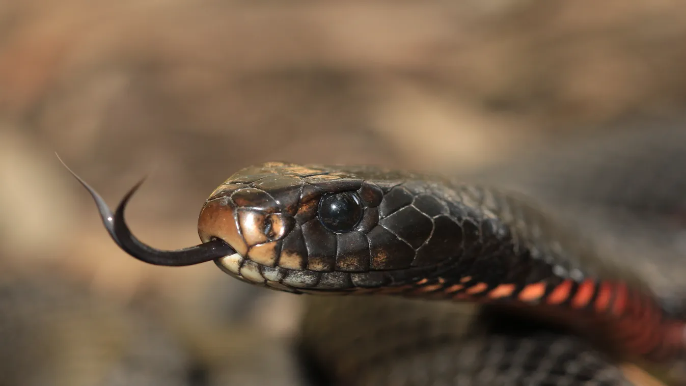 kígyó, Ausztrália 