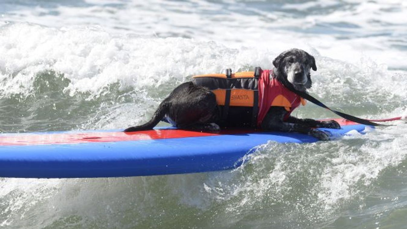 Huntington Beach, 2014. szeptember 29.
Shasta egy kutyáknak rendezett széldeszkaverseny extra nagy eb kategóriájában küzd a hullámokkal a kaliforniai Huntington Beachben 2014. szeptember 28-án. (MTI/EPA/Michael Nelson) 