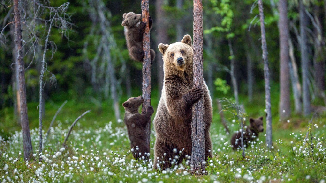 barna medve, medvebocs illusztráció 