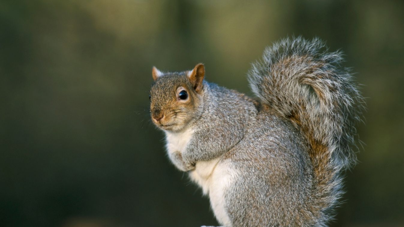 szürke mókus 