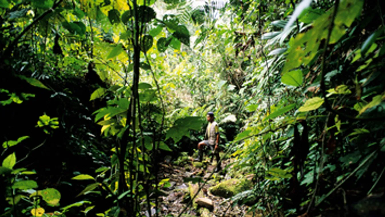 esőerdő, dzsungel, Peru, Amazónia, Manu National Park