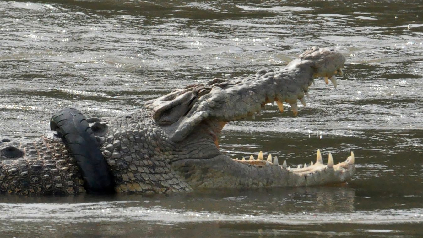 krokodil autógumi Indonézia 